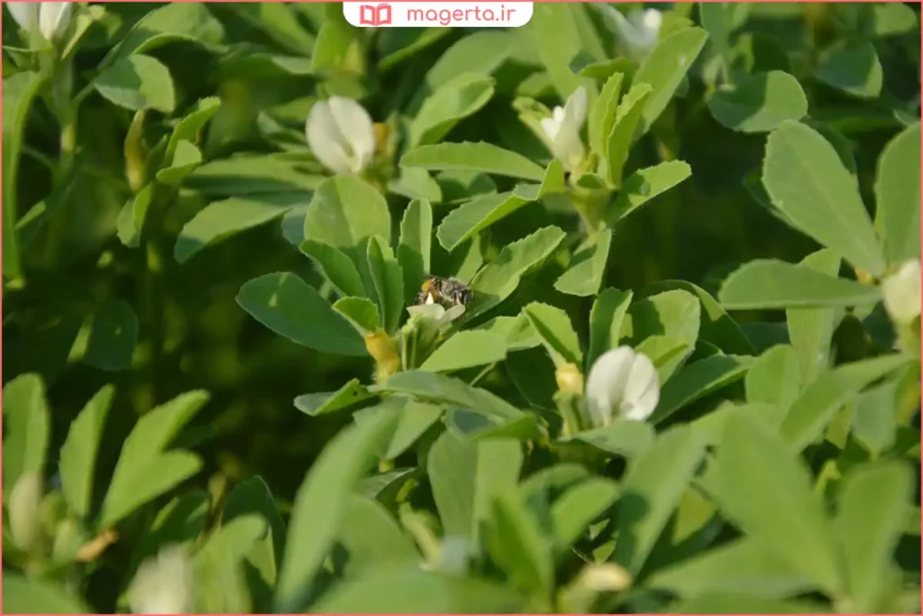 مزرعه گسترده شنبلیله با ردیف‌های منظم زیر آسمان آبی