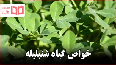 خواص گیاه شنبلیله