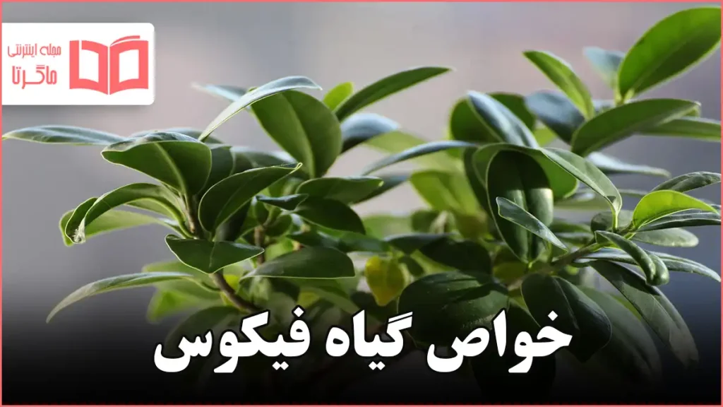 خواص گیاه فیکوس
