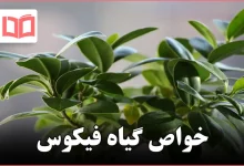 خواص گیاه فیکوس