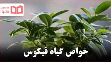 خواص گیاه فیکوس