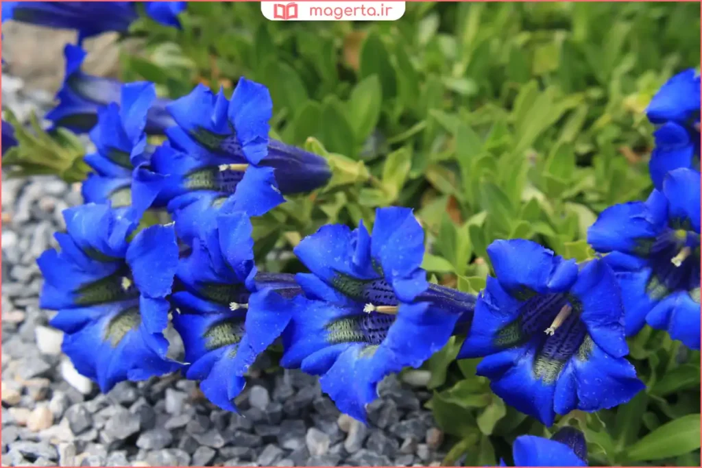 گیاه ژانسیان با گلهای آبی و بنفش در دامنه کوهستانی