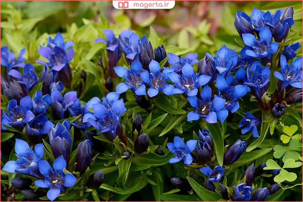 نمای نزدیک از گلهای بازشده ژانسیان در چمنزار طبیعی