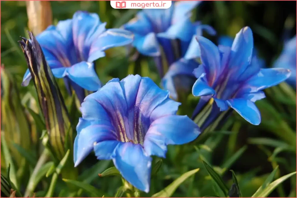 بوتههای ژانسیان در کنار سنگها و خاک مرطوب کوهستان