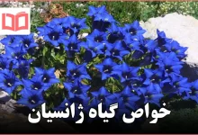 خواص گیاه ژانسیان