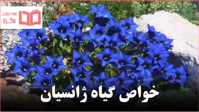 خواص گیاه ژانسیان