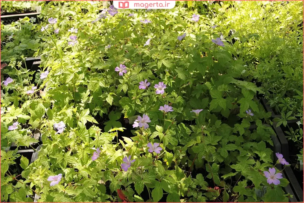 گلهای ژرانیوم روی خاک مرطوب در طبیعت بهاری