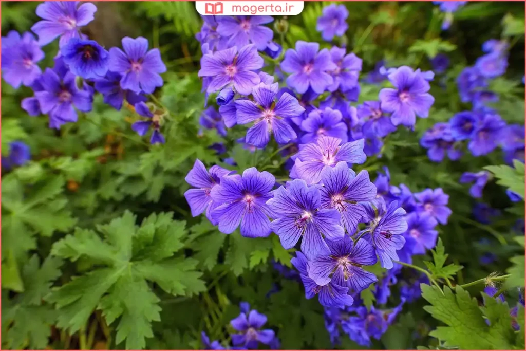 بوتههای گل ژرانیوم با گلهای صورتی و قرمز در دامنه کوهستان