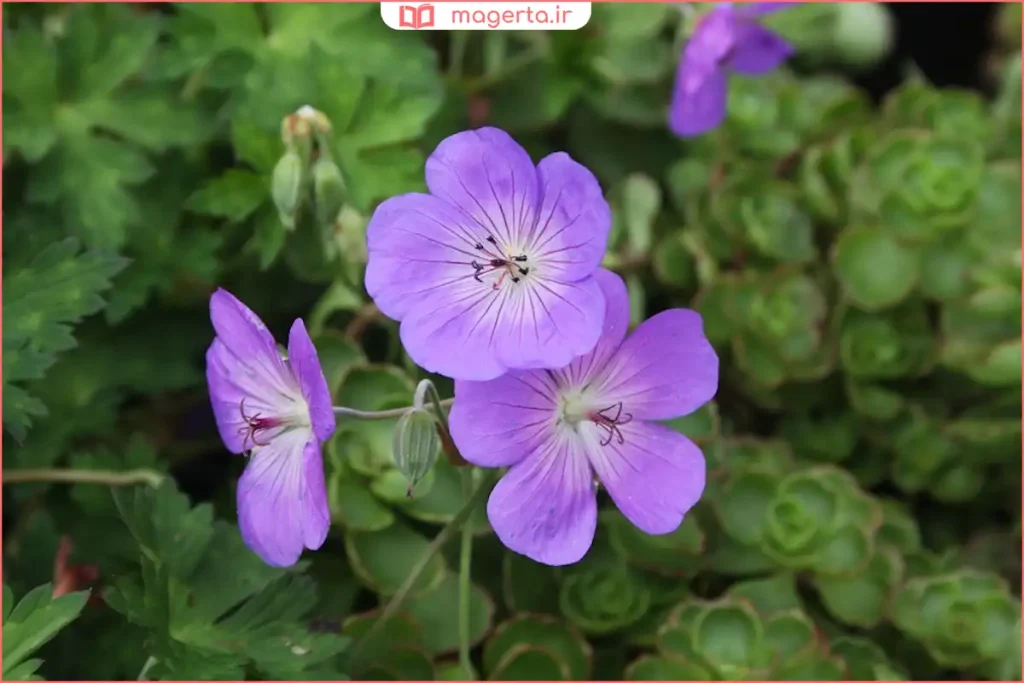 نمای نزدیک از برگهای سبز و مخملی گیاه ژرانیوم در نور آفتاب