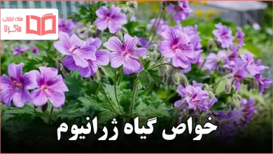 خواص گیاه ژرانیوم
