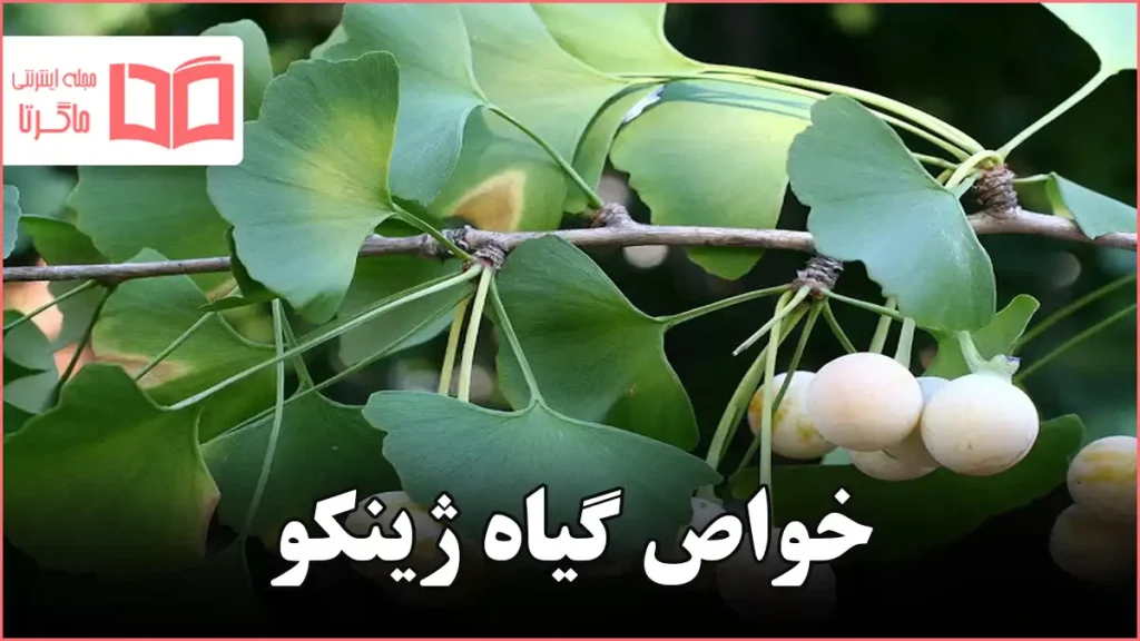 خواص گیاه ژینکو