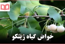 خواص گیاه ژینکو