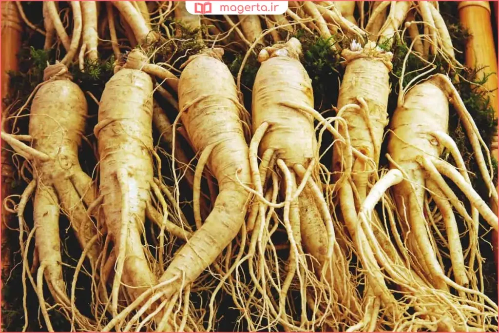 ریشه طبیعی جینسینگ با رنگ طلایی در خاک جنگلی