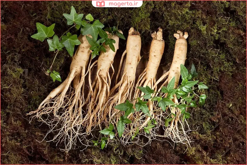 بوته گیاه جینسینگ با برگهای سبز و ساقه باریک در جنگل مرطوب