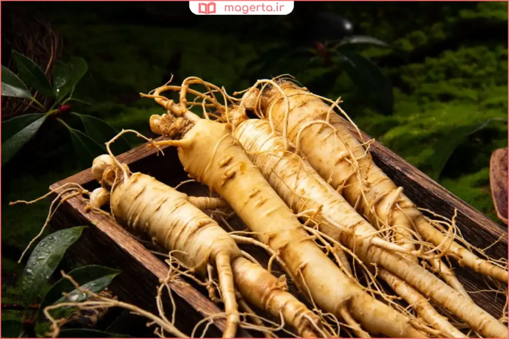 نمای نزدیک از برگ و میوههای قرمز کوچک گیاه جینسینگ