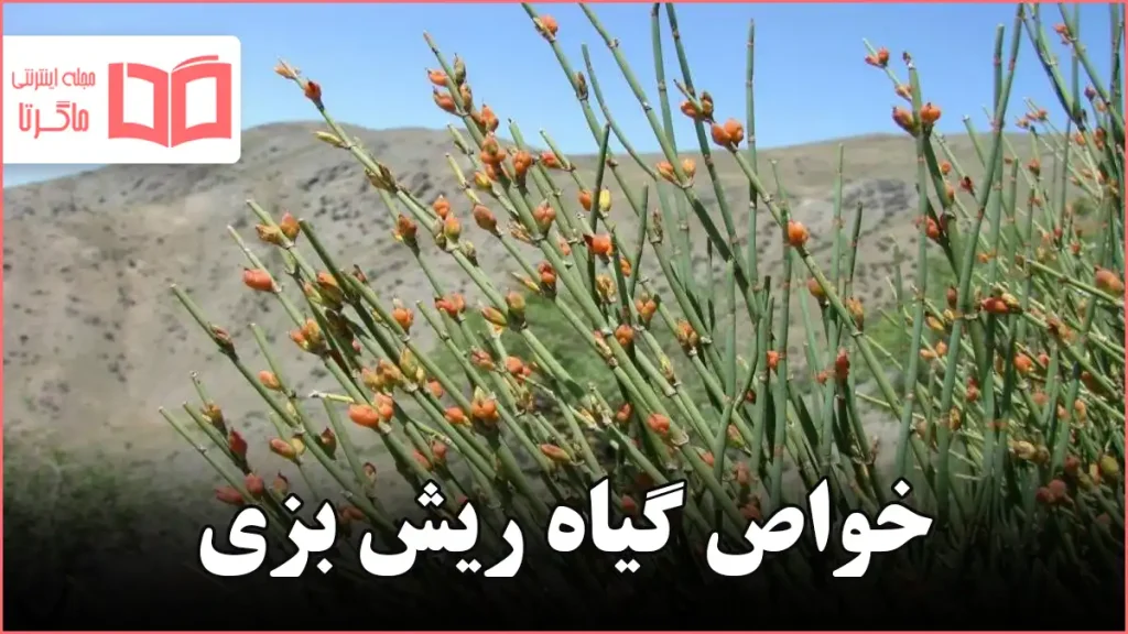 خواص گیاه ریش بزی