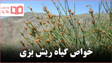 خواص گیاه ریش بزی