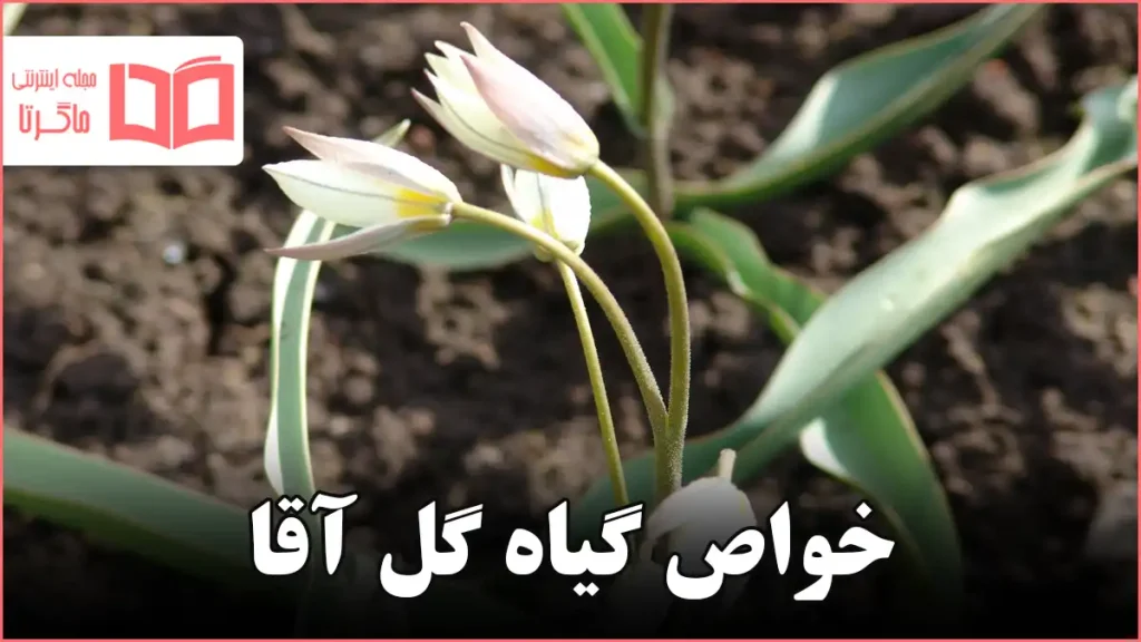 خواص گیاه گل آقا