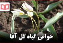 خواص گیاه گل آقا