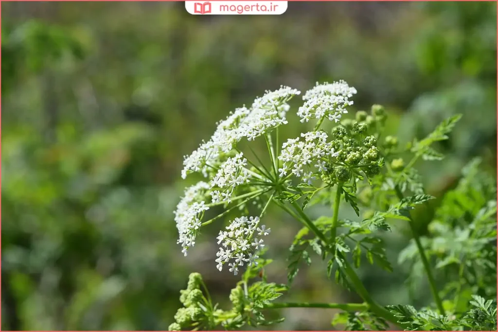 گیاه شوکران با ساقههای سبز لکهدار در کنار رودخانه
