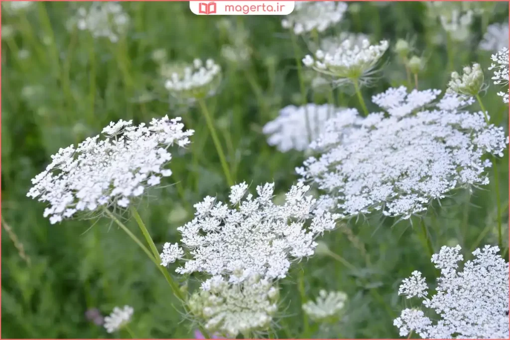 نمای نزدیک از برگهای دندانهدار گیاه شوکران در طبیعت