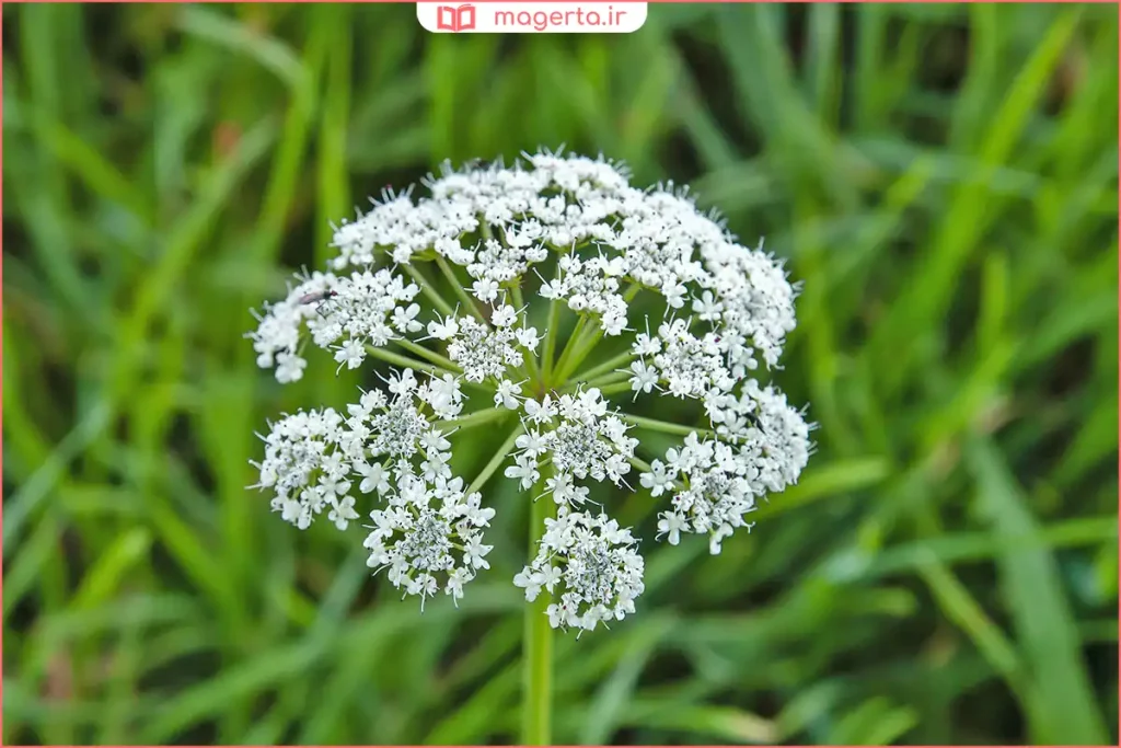 خوشههای گل سفید شوکران در علفزارهای مرطوب