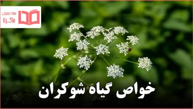 خواص گیاه شوکران