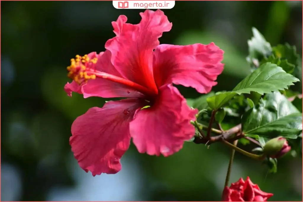 گلهای قرمز پررنگ گیاه هیبیسکوس در باغچه با برگهای سبز براق