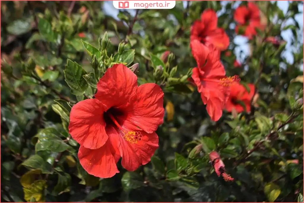 نمای نزدیک از گل هیبیسکوس تازه با گلبرگهای مخملی و درخشان