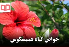 خواص گیاه هیبیسکوس