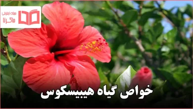 خواص گیاه هیبیسکوس