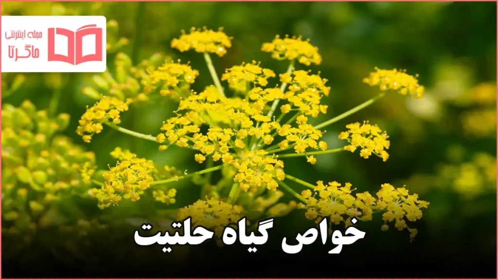 خواص گیاه حلتیت