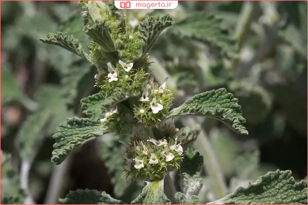 بوته گیاه فراسیون با برگهای سبز خاکستری در دامنه تپه