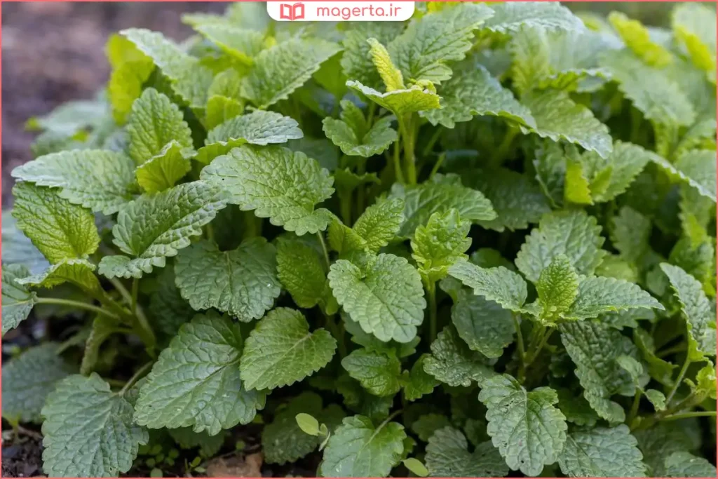 نمای نزدیک از گلهای سفید ریز گیاه فراسیون در فصل بهار