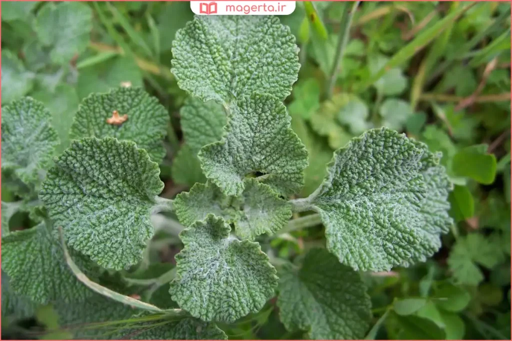 گیاه فراسیون در زمین سنگی با نور آفتاب طبیعی