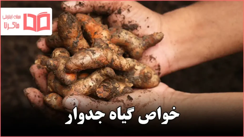 خواص گیاه جدوار