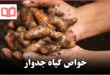 خواص گیاه جدوار