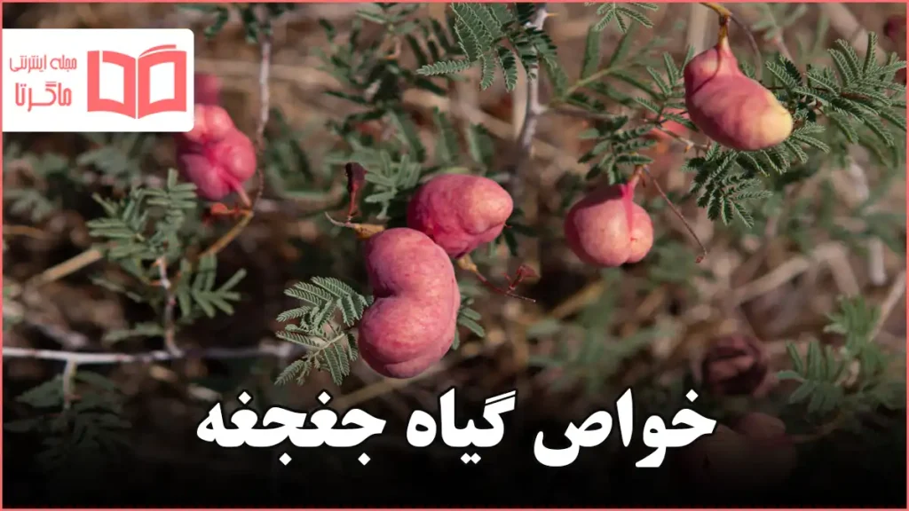 خواص گیاه جغجغه