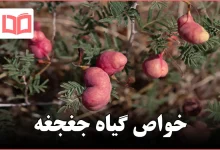 خواص گیاه جغجغه