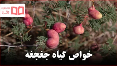 خواص گیاه جغجغه