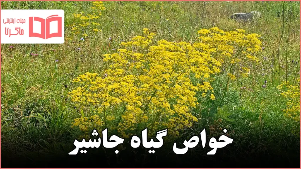 خواص گیاه جاشیر