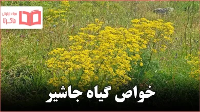 خواص گیاه جاشیر