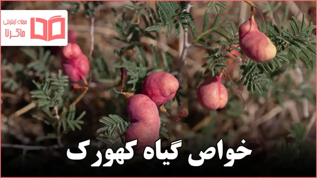 خواص گیاه کهورک