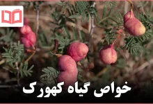 خواص گیاه کهورک