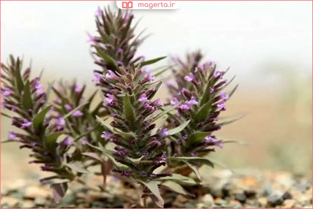 بوتههای کاکوتی خودرو در دامنههای کوهستانی سبز