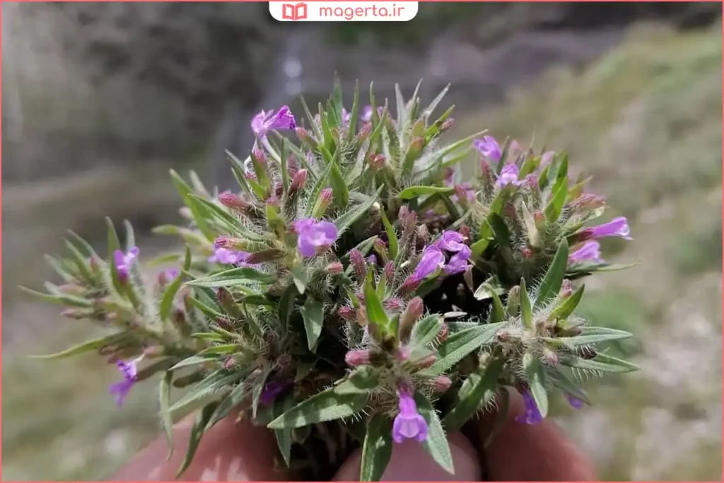 نمای نزدیک از برگهای باریک و گلهای بنفش کاکوتی در طبیعت