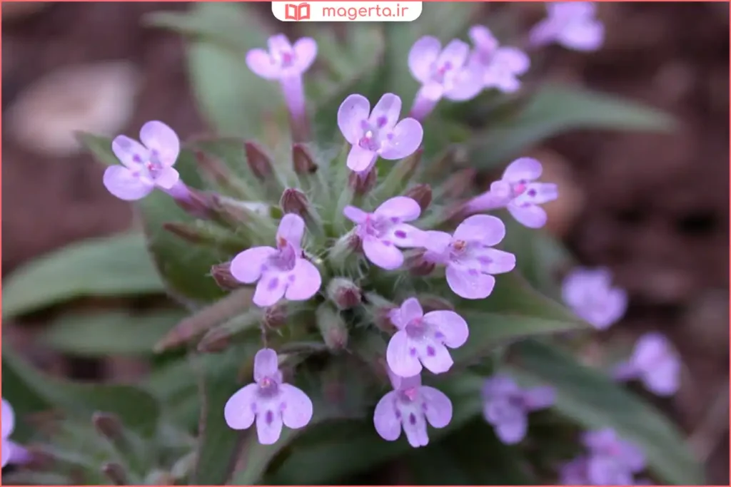 گیاه کاکوتی در حال رشد میان سنگها و خاک کمعمق طبیعی