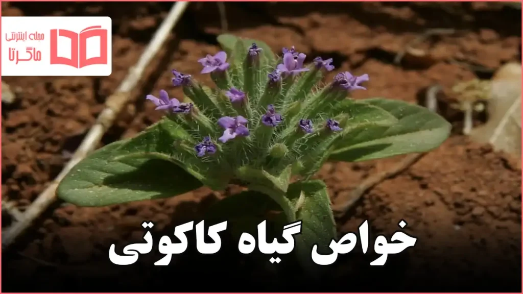 خواص گیاه کاکوتی