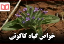خواص گیاه کاکوتی