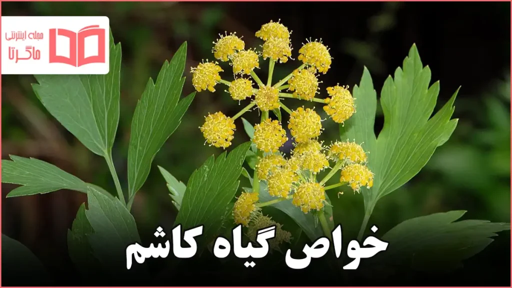 خواص گیاه کاشم